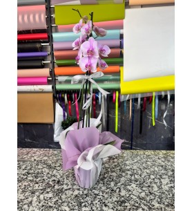 ÇİFT DAL PEMBE ORKİDE
